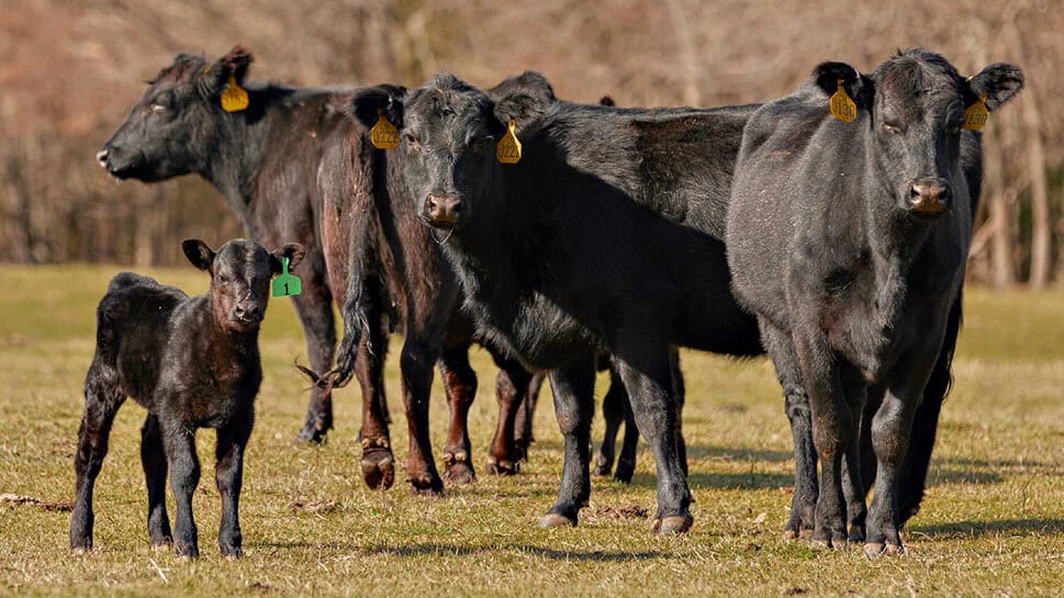 Operations - Choctaw Ranches