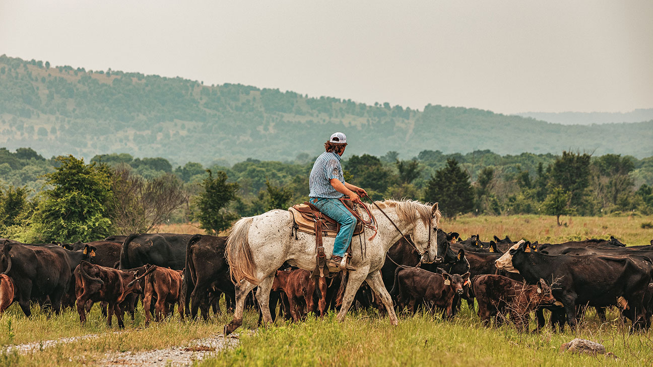 Ranch hand on horseback with cattle