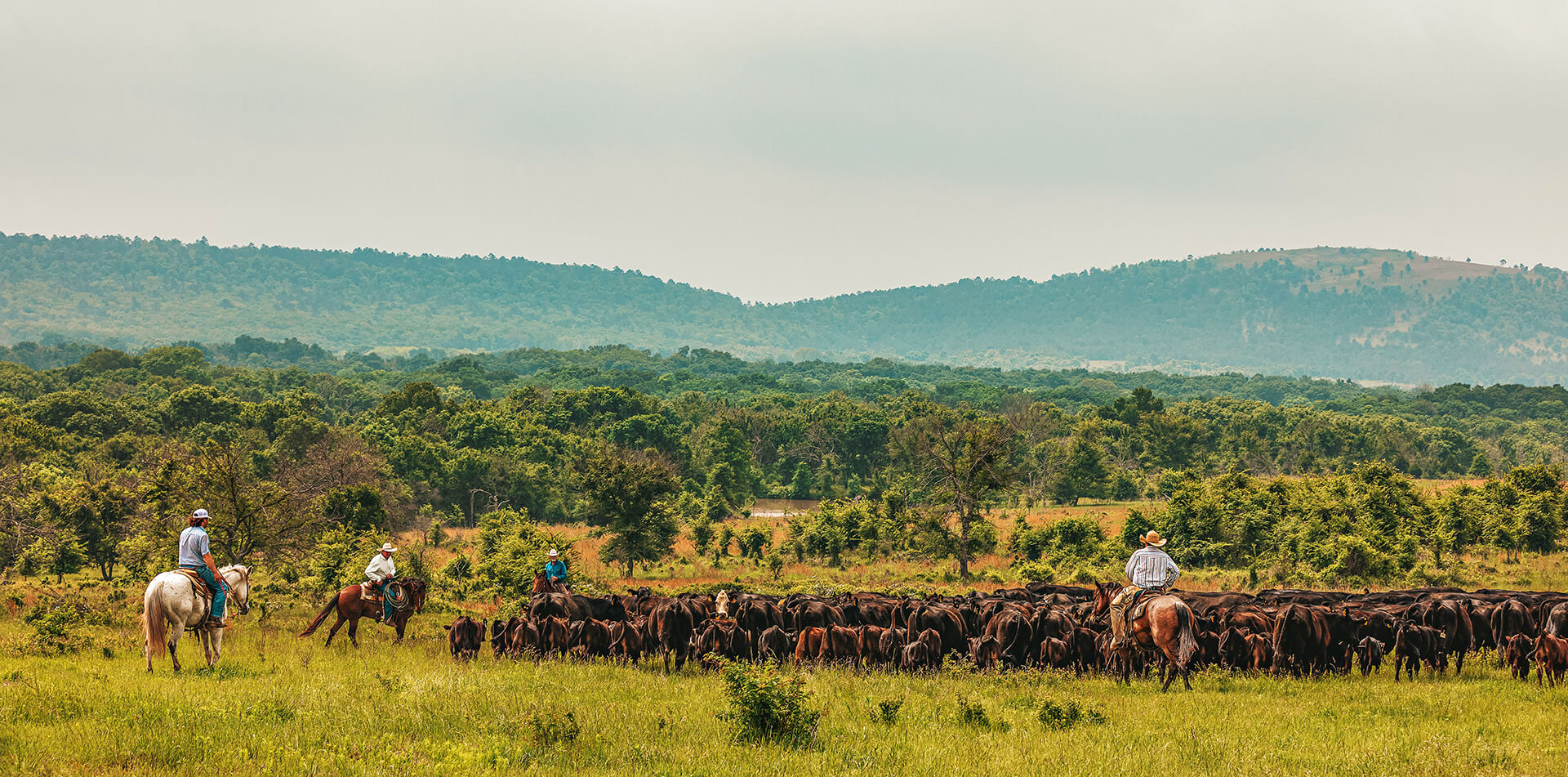 Choctaw Ranches Cattle and Herders Header