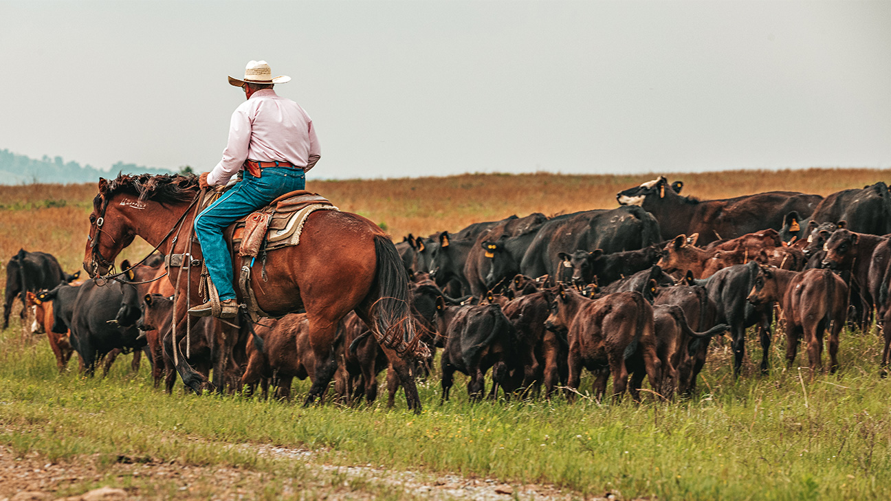 Herding cows at Choctaw Ranches