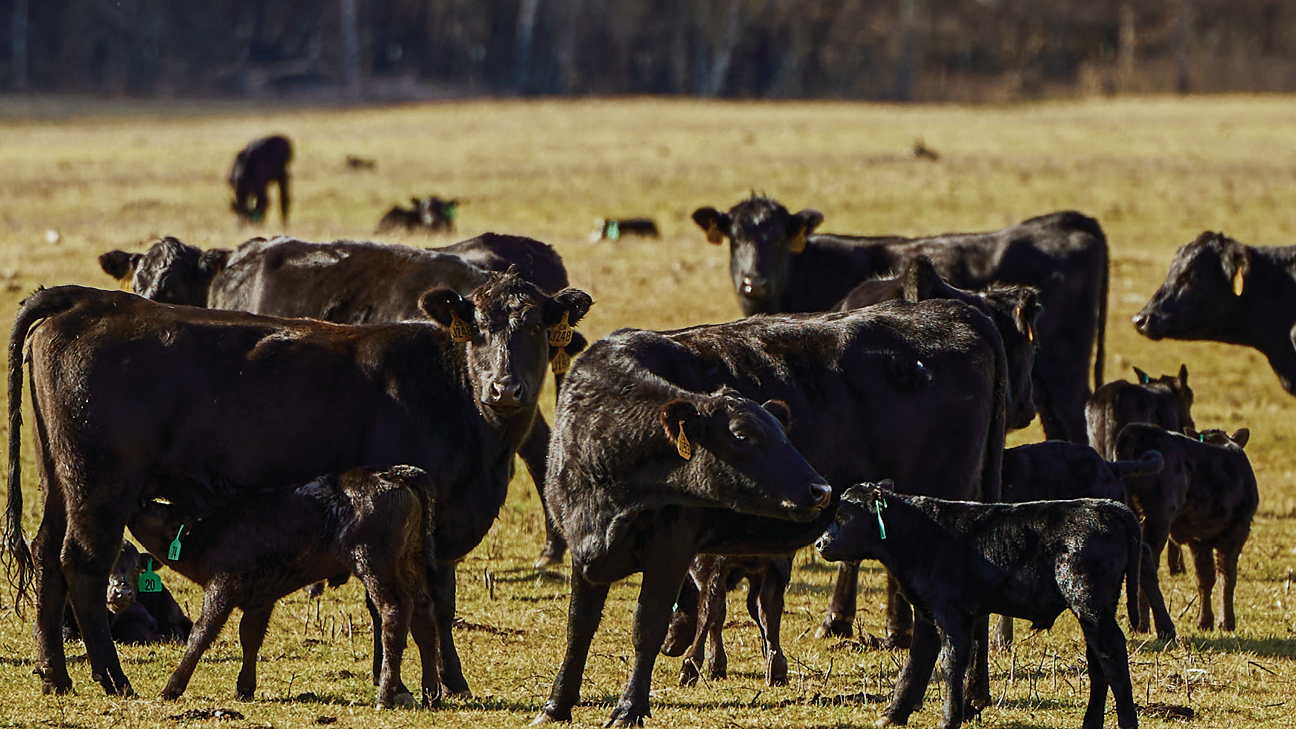 Herd of cows