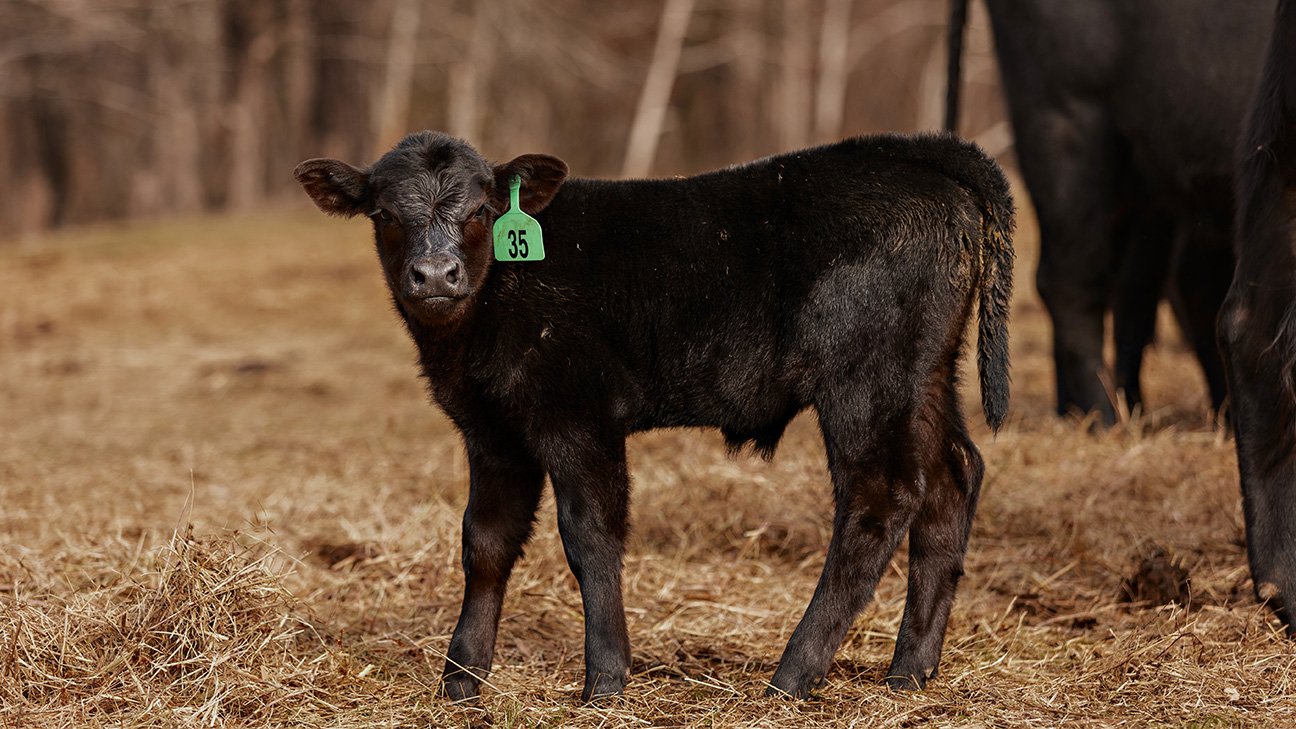 Picture of a black calf tagged with #35