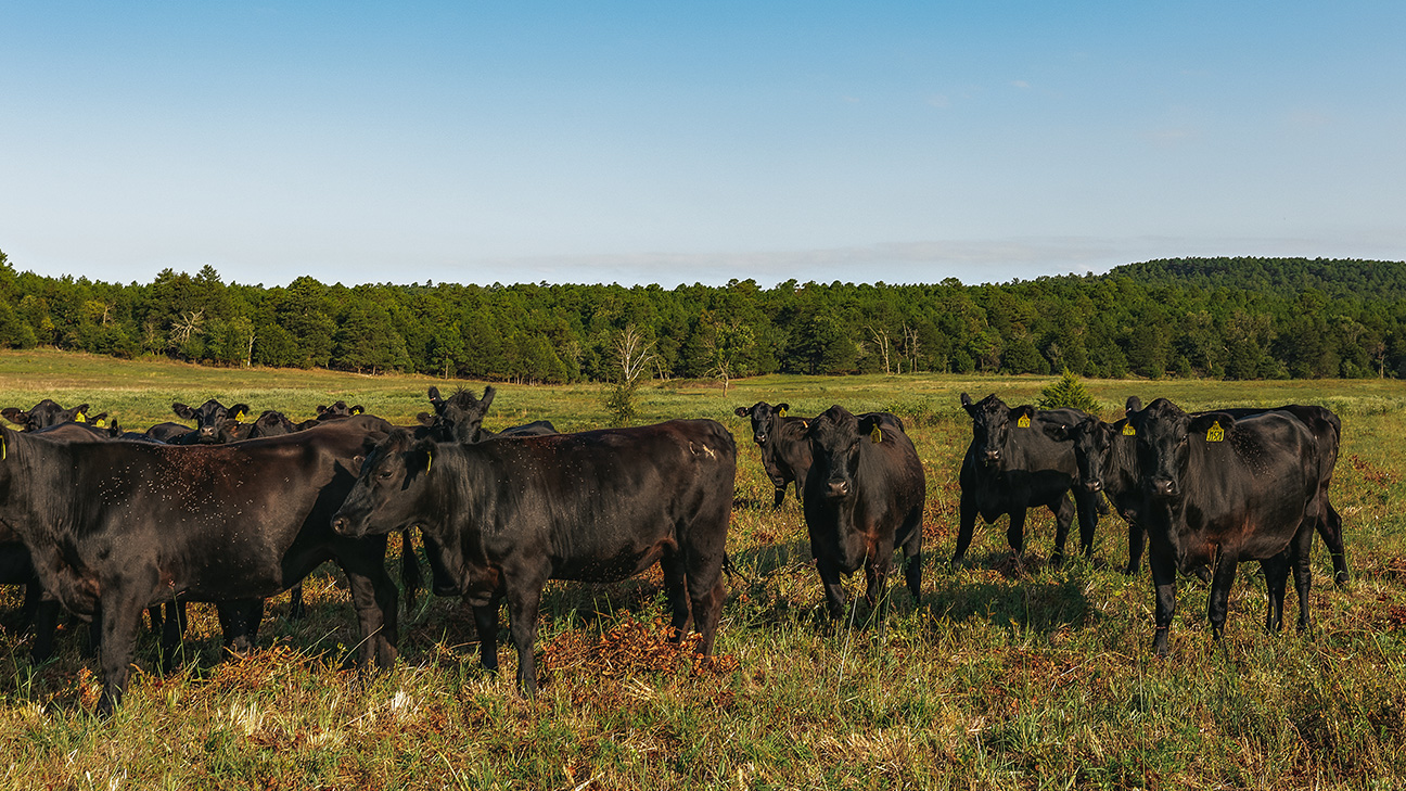 Pasture full of Choctaw Ranches heifers