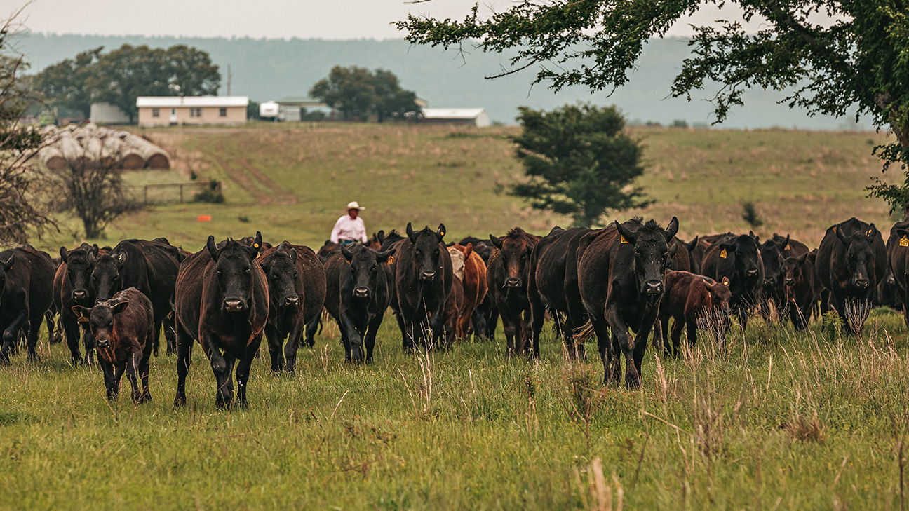 Choctaw Ranches